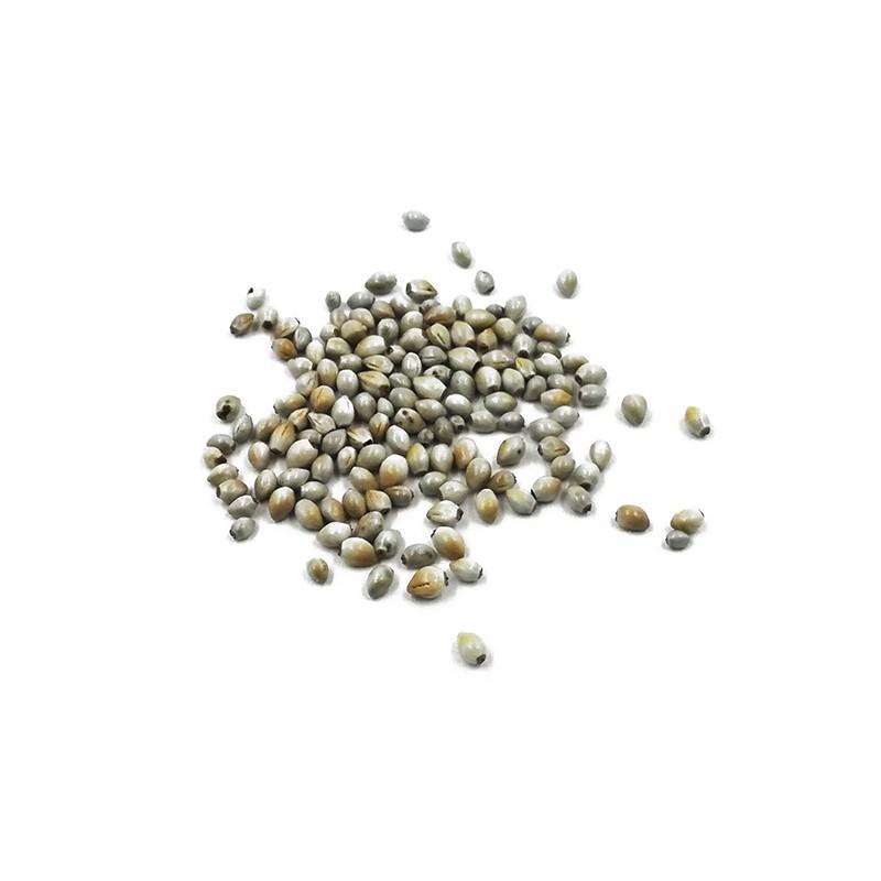 Kamienka lekárska (Lithospermum Officinale L.), semená, Bilkaria, 2 g