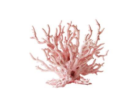 Sango koral, originál z Okinawy