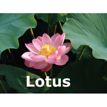 Lotus parfumový olej 30 ml