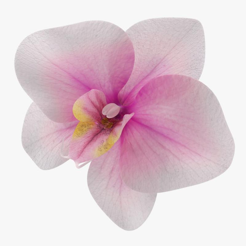 Parfum Orchidea 10 ml