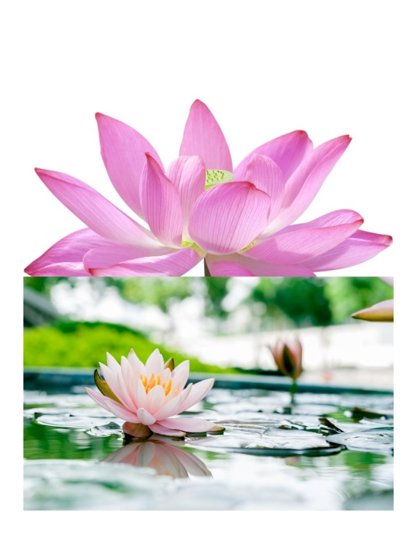 Nelupure™ – regulácia mazu a akné pre čistú pleť 10 ml 1