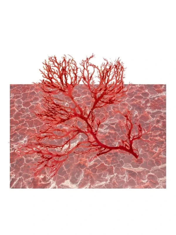 BiEau® Actif Červené riasy – protizápalový anti-age komplex 25 g