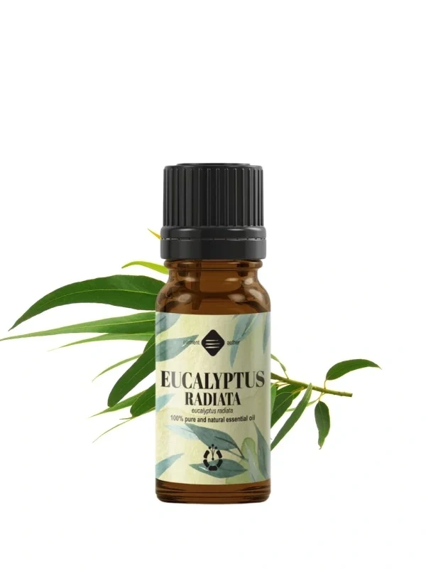 Eukalyptus radiata esenciálny olej | Eukalyptus úzkolistý 1